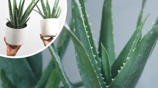 Co lubi aloes i jak o niego dbać? Wszystko, co musisz wiedzieć!
