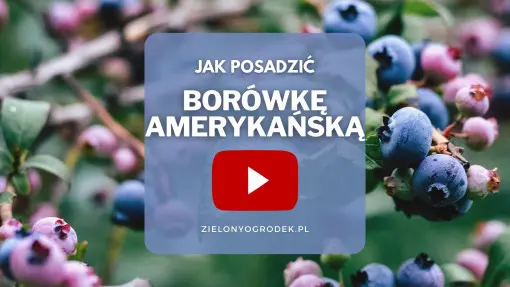FILM: Jak sadzić borówkę amerykańską?