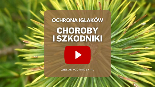 FILM: Zwalczanie chorób i szkodników iglaków