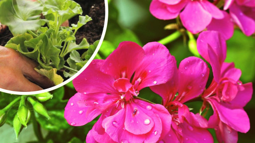 Co lubi pelargonia i jak o nią dbać? Wszystko, co musisz wiedzieć