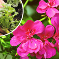 Co lubi pelargonia i jak o nią dbać? Wszystko, co musisz wiedzieć