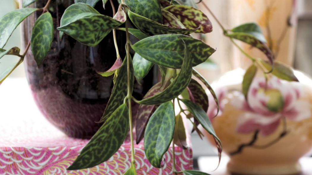 Eszynantus marmurkowy Aeschynanthus marmoratus