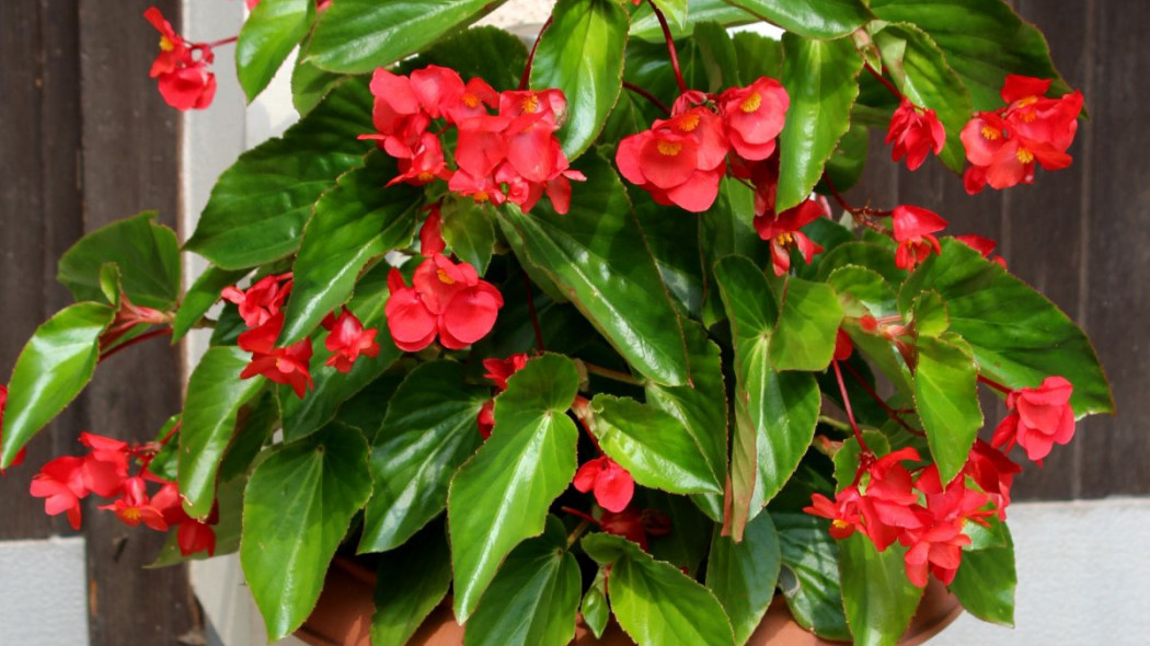 Begonia mieszancowa Dragon Wing