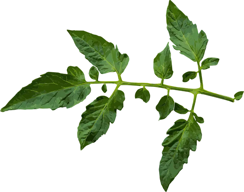 jak zrobić gnojówke z pomidorów - liść pomidora fot. Jerry Nettik Pixabay