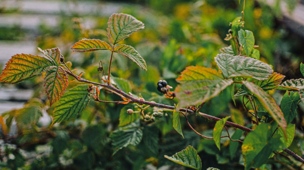 Bledy w uprawie krzewow owocowych Sprawdz co robisz zle, fot. Aesthetes id - Unsplash