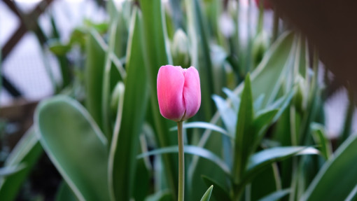 Dlaczego tulipany nie kwitną? Dlaczego mają tylko liście?