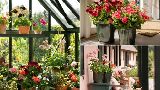 Chroń pelargonie przed zimnem! Kiedy bezpiecznie posadzić je na balkonie?
