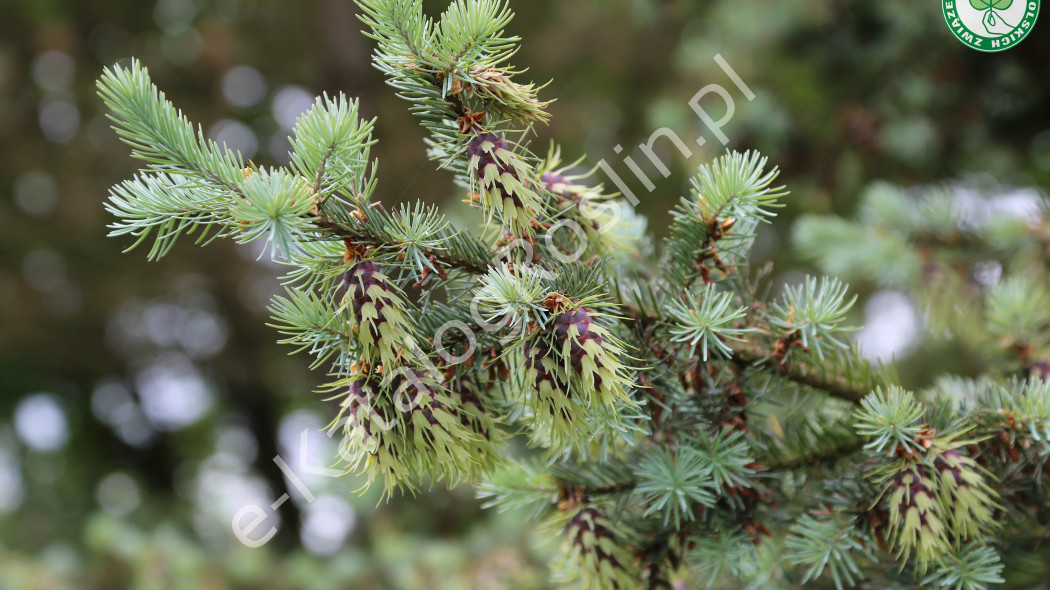 daglezja zielona odmiana sina Pseudotsuga menziesii var. glauca Fot. Grzegorz Falkowski ZSzP
