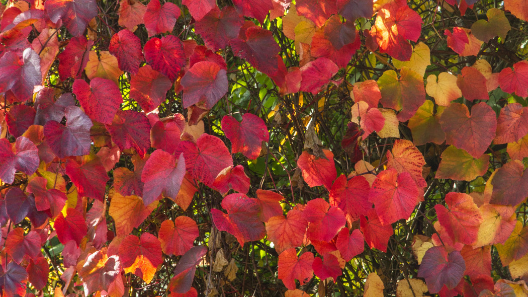 Winorosl japonska Vitis coignetiae