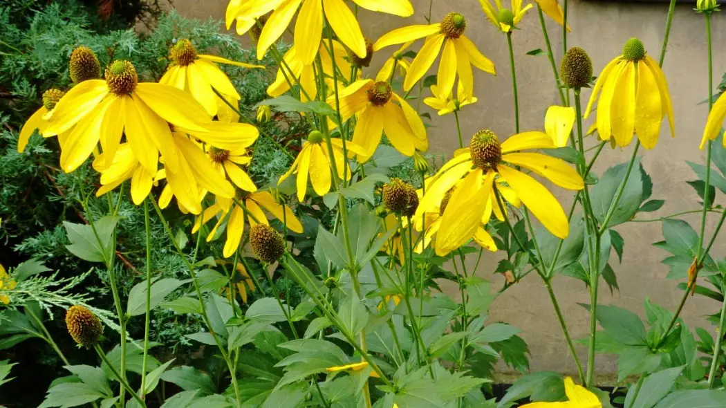 Rudbekia naga laciniata