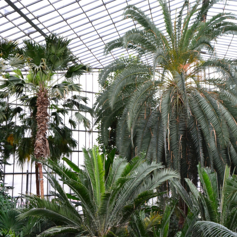 Palmiarnia w Gliwicach