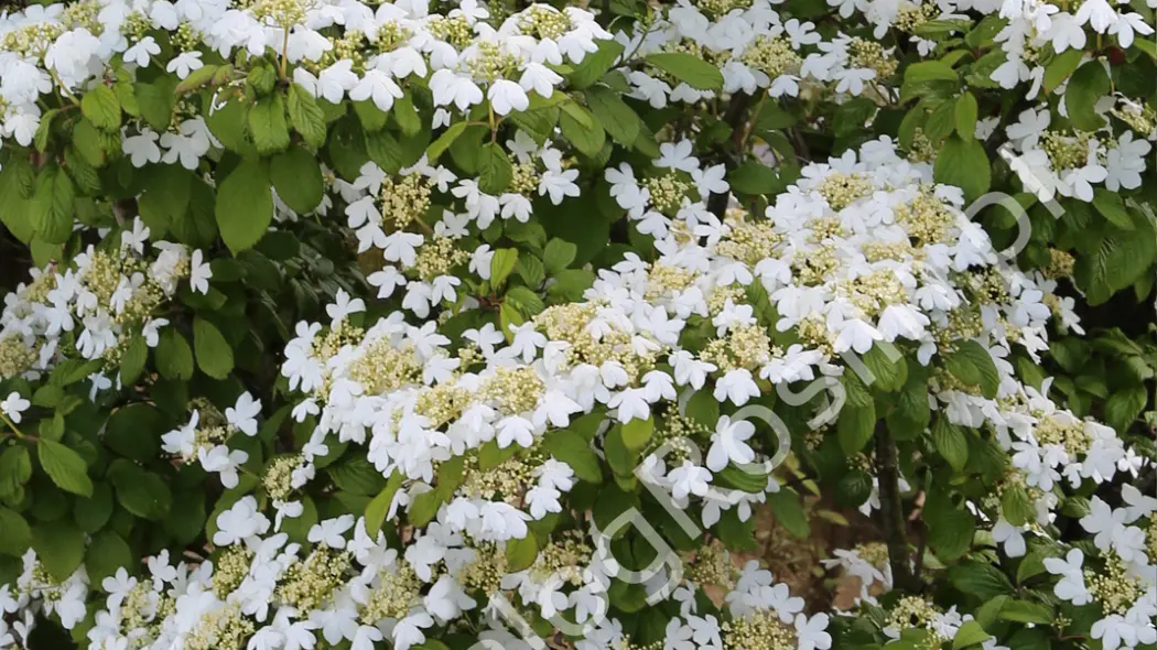 kalina japońska Viburnum plicatum Mariesii fot. Grzegorz Falkowski ZSzP