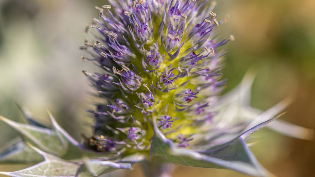 Mikolajek nadmorski Eryngium maritimum kwiatostan