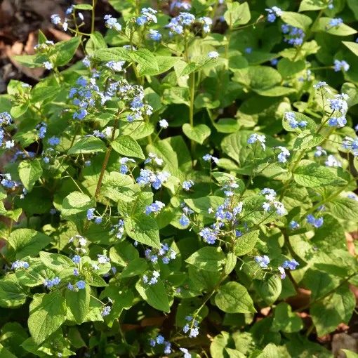 Brunera wielkolistna / Brunnera