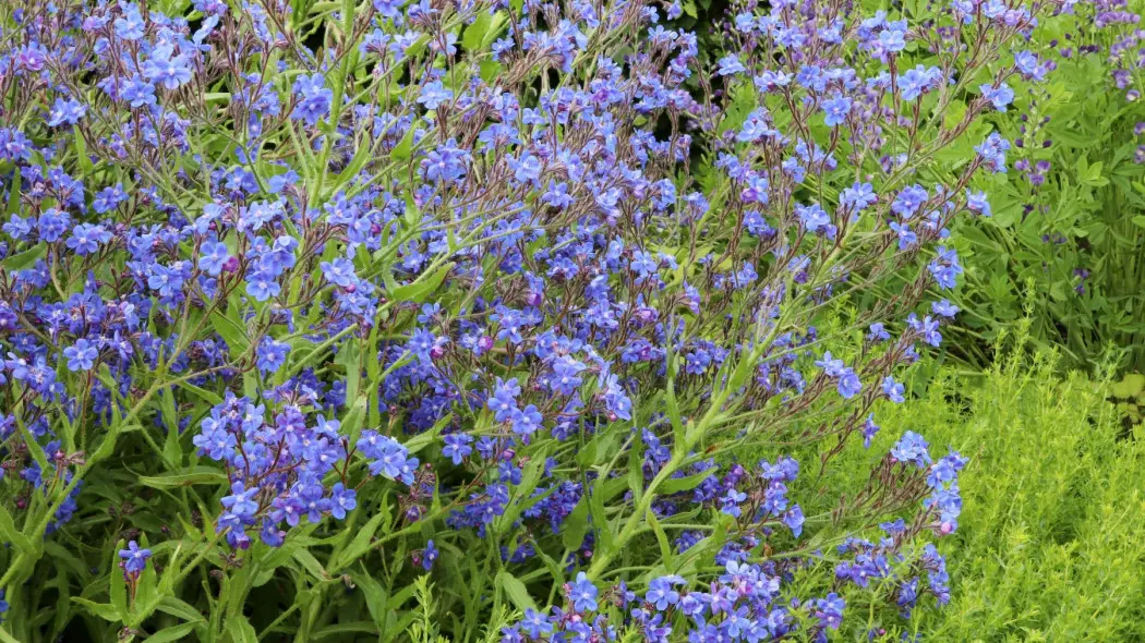 Farbownik lazurowy Anchusa azurea