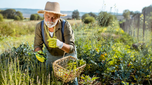 Kiedy zbierać zioła, żeby były najbardziej aromatyczne?