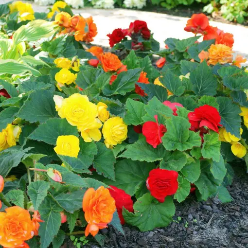 Begonia bulwiasta