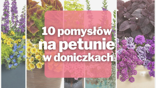10 inspirujących pomysłów na petunie w doniczkach