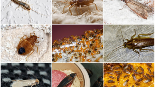 TOP 9 "robaków", które masz w domu | Jak pozbyć się insektów? Jakie preparaty stosować?