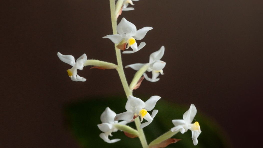 Ludisia discolo haemaria kwiaty