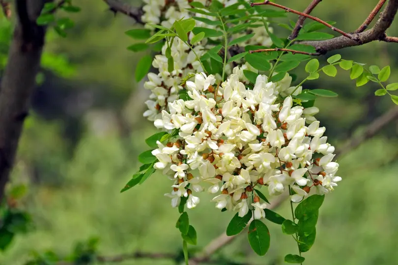 Ozdobna roślina jadalna - robinia akacjowa