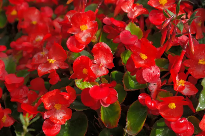 Ozdobna roślina jadalna - begonia