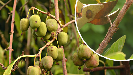 Kiedy i jak ciąć aktinidię? Zasady przycinania mini-kiwi
