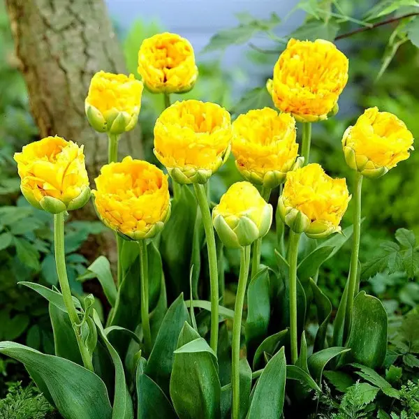 Tulipan lodowy Beauty of Apeldorn