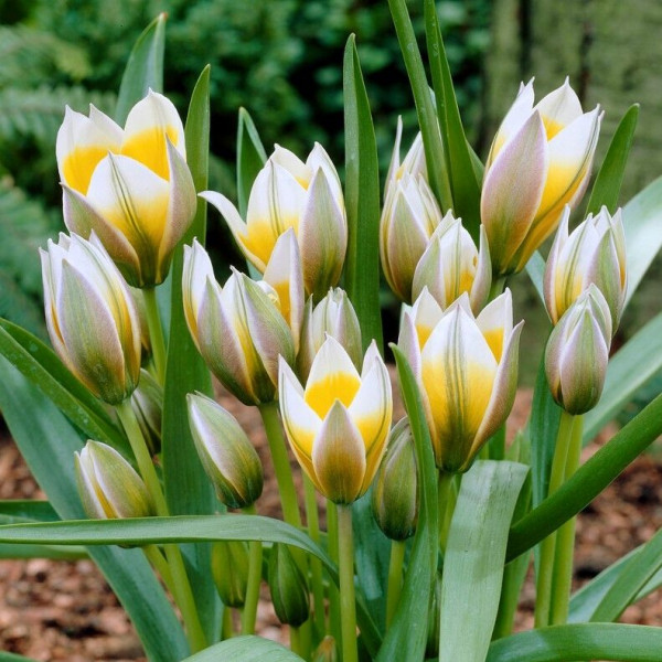 Tulipan Little Star