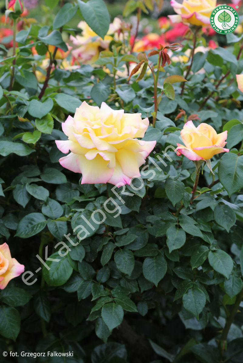 Róża Rosa Peace