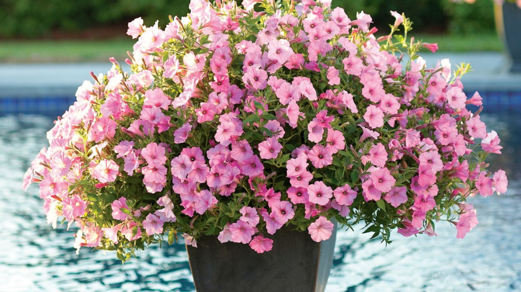 Petunia Supertunia VISTA 'Bubblegum'