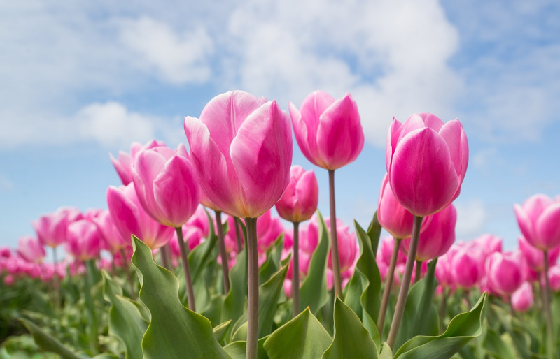 Tulipan - najpiękniejszy kwiat ogrodowy