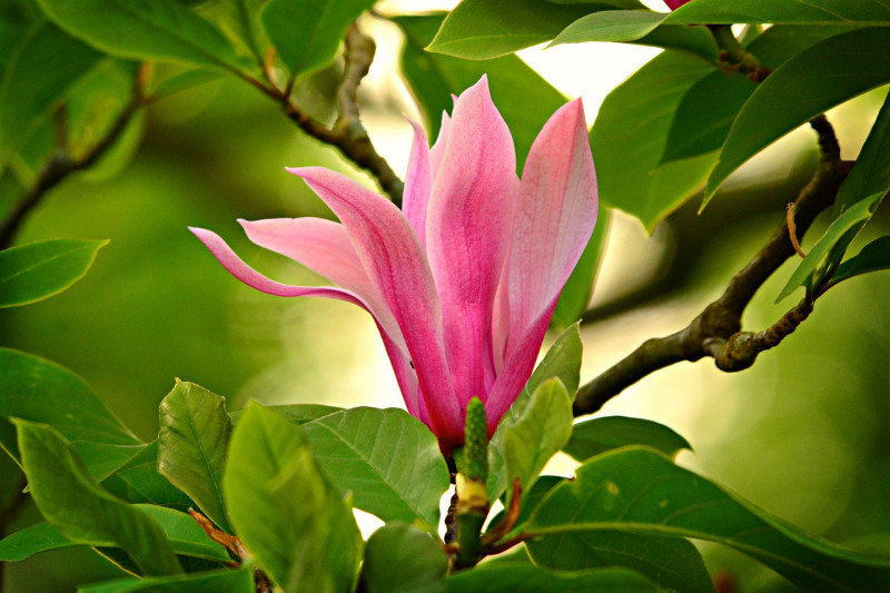Magnolia - najpiękniejszy kwiat ogrodowy