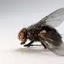 Insekty domowe