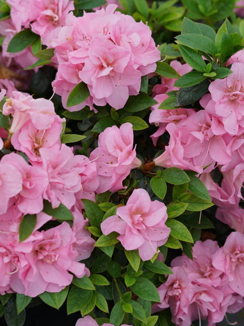 Rosliny pasujace do host Azalia rhododendron double pink