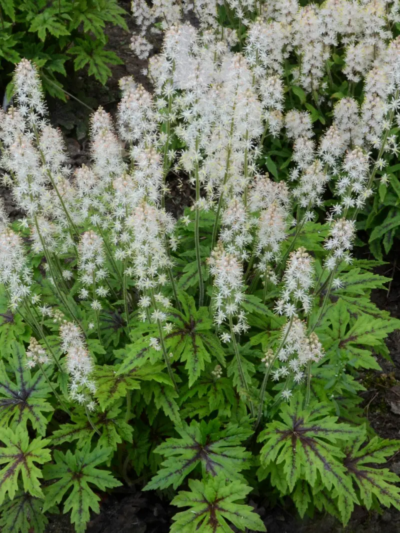 Rosliny pasujace do host tiarella