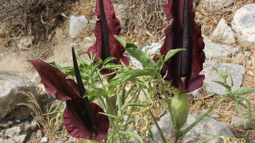 Drakunkulus zwyczajny Dracunculus vulgaris w naturze Grecji