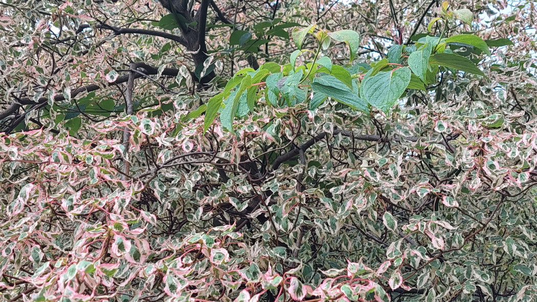 Co to jest rewersja u roslin, deren 
cornus