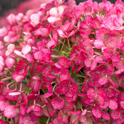 Hortensja bukietowa LIVING LITTLE ROSY