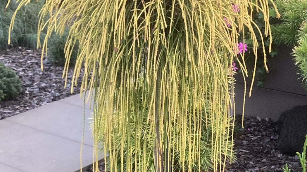 Zywotnik olbrzymi 'Golden Whipcord'
