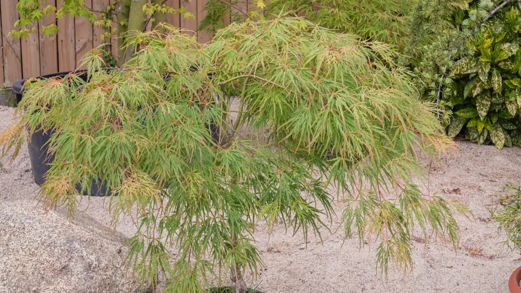 Klon palmowy seiryu acer palmatum