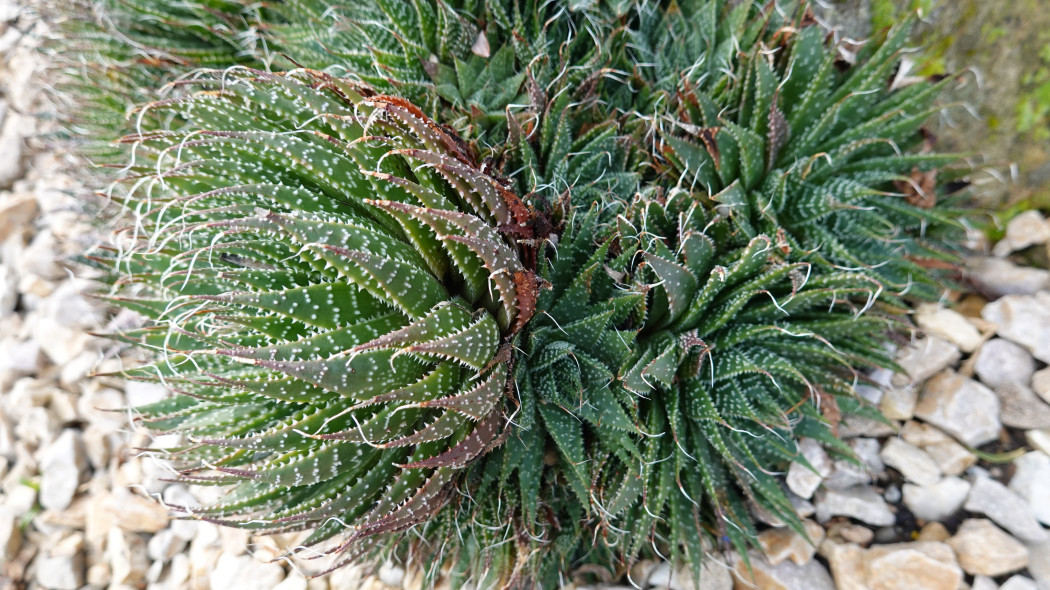 Aloes oscisty Aristaloe aristata