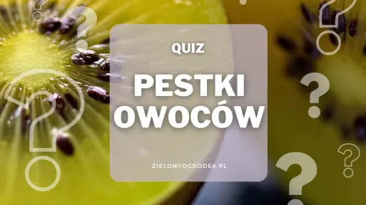 Rozpoznaj owoc po pestkach