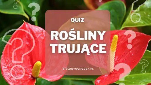 Quiz – rozpoznaj 20 trujących roślin