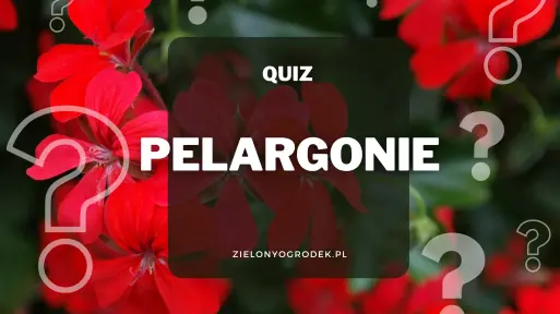 Quiz – test wiedzy o pelargoniach