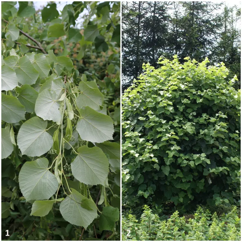 lipa srebrzysta Pendula i Silver Globe