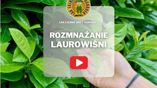 Rozmnażanie laurowiśni | Jak pobrać i ukorzenić sadzonki?