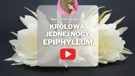 Epifilum: królowa jednej nocy | Kiedy kwitnie? Co lubi? Jak dbać?