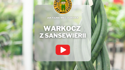 Warkocz z sansewierii | Jak go zrobić, by nie uszkodzić rośliny? Zobacz poradnik krok po kroku