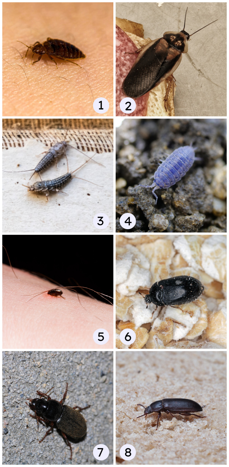 Czarne robaki z czułkami - insekty w domu